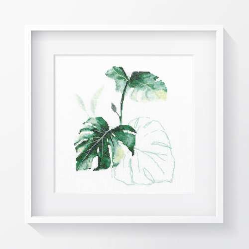 Monstera