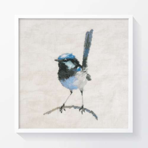 Superb fairywren